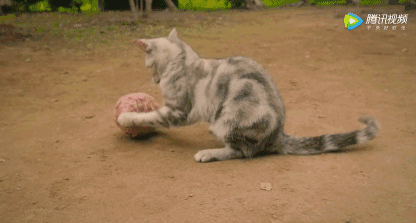 壁纸 动物 虎 老虎 猫 猫咪 小猫 桌面 416_223 gif 动态图 动图