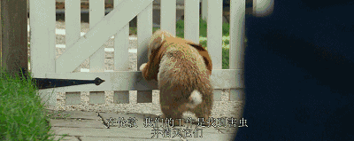 2分钟预告,就被这只萌贱兔子圈粉