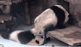 各种动物的奇葩「求爱」方式,被bbc拍成了羞羞片